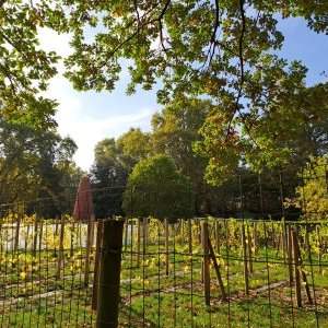 Le jardin de Bercy